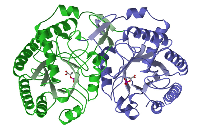 DAHP-Synthase (Saccharomyces cerevisiae - tyr regulated)